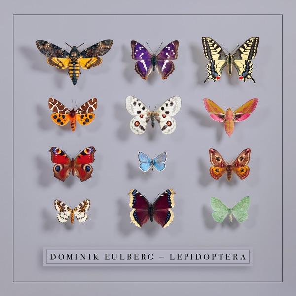 Lepidoptera
