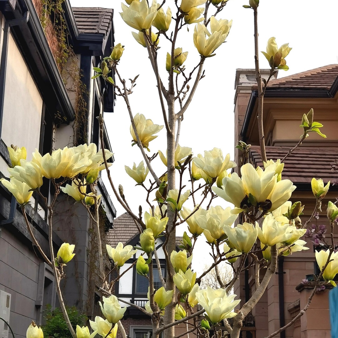 四季有花的别墅庭院：12个月花期规划表，让花园月月有景