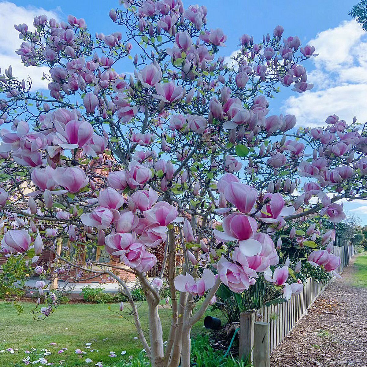 四季有花的别墅庭院：12个月花期规划表，让花园月月有景