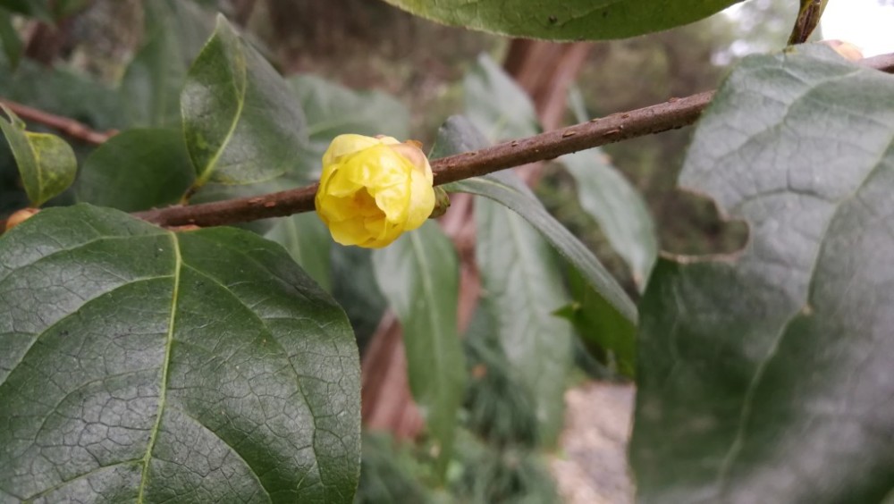 四季有花的别墅庭院：12个月花期规划表，让花园月月有景