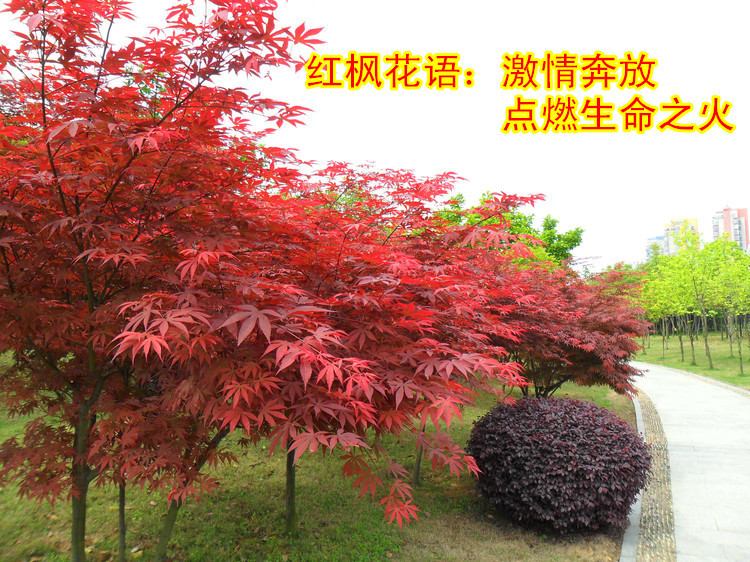 红枫庭院树苗
