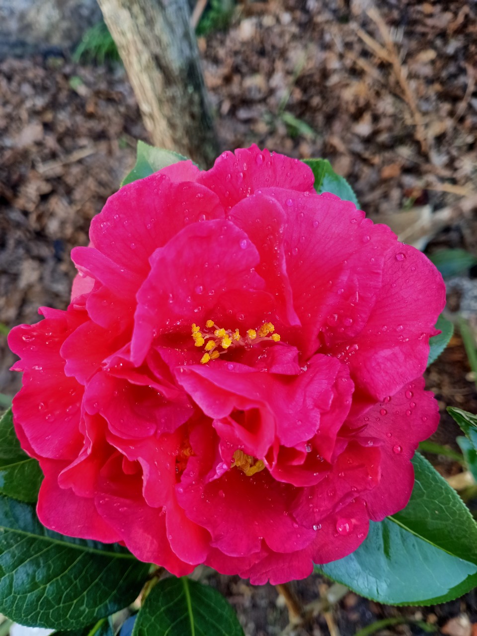 院子里的茶花开了