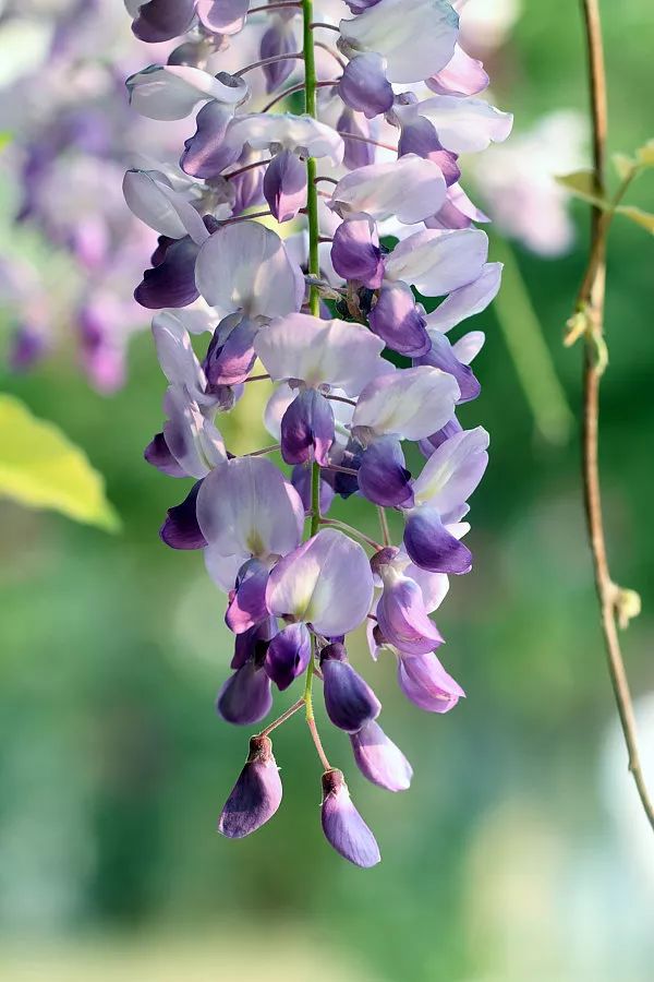 江浙沪庭院常用植物系列—紫藤