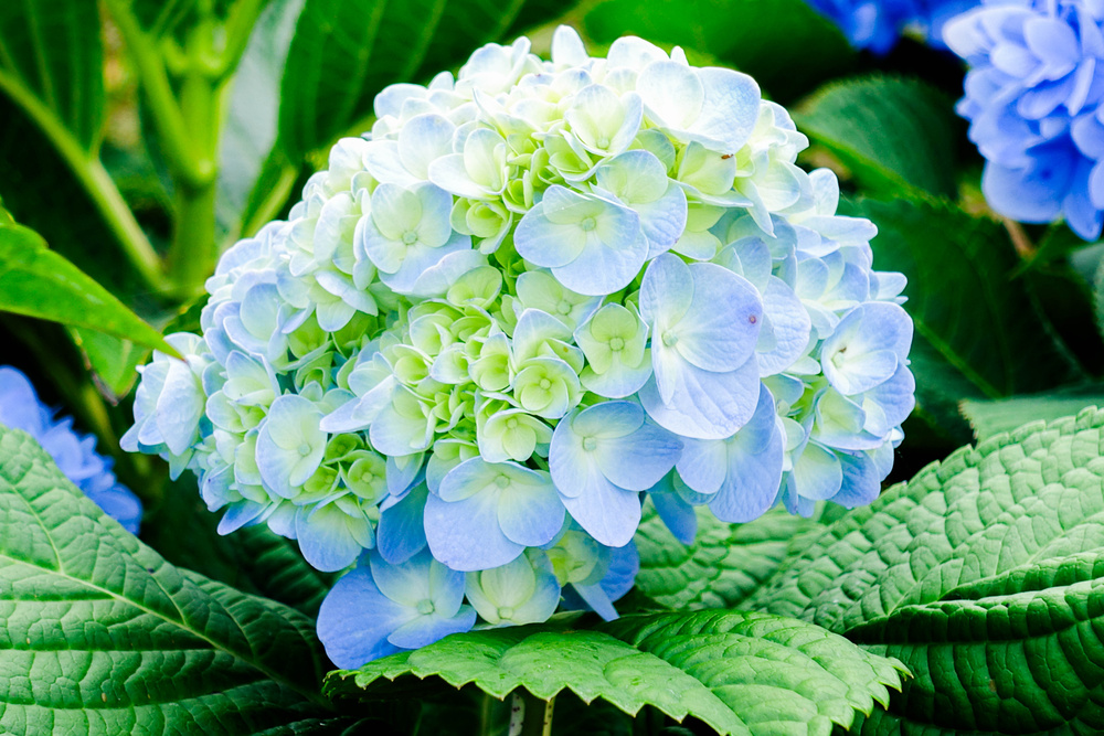 自然庭院光下蓝色绣球花