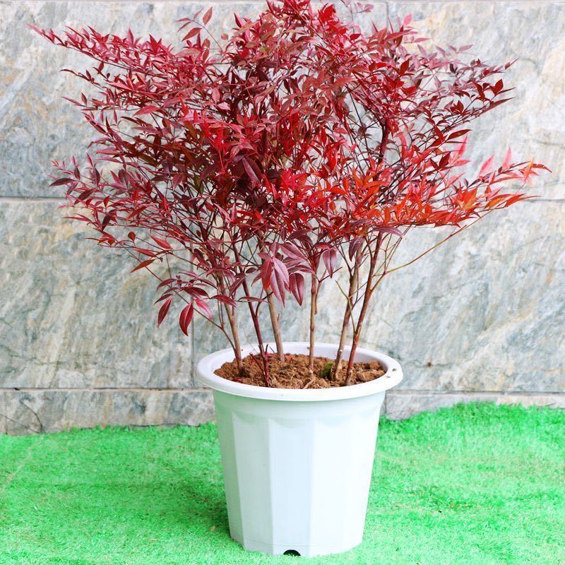 红叶南天竹盆栽