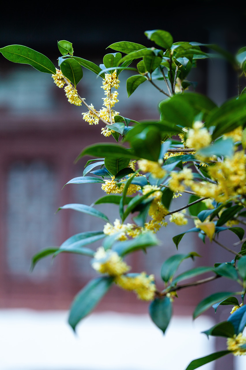 庭院里的桂花盛开